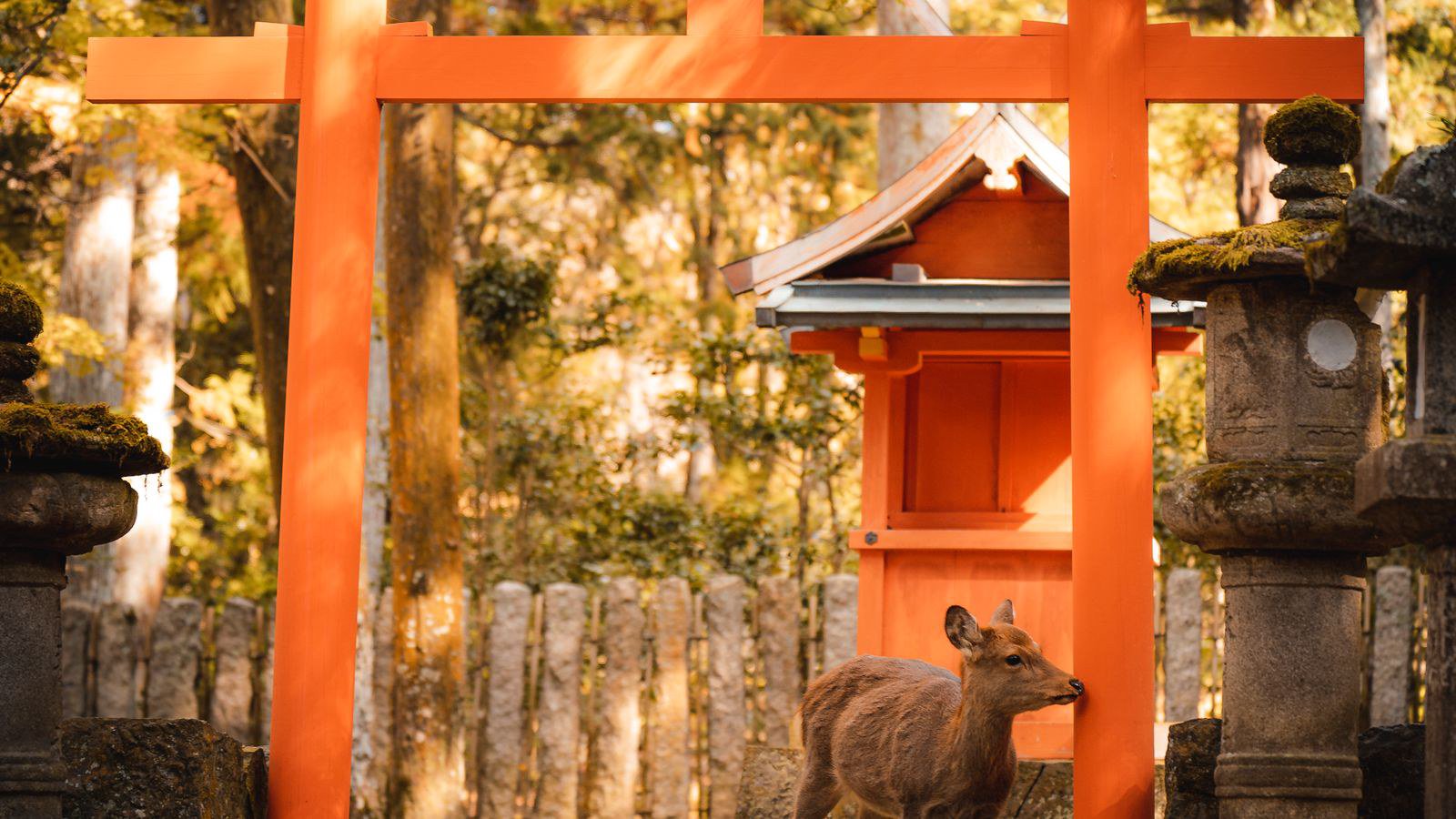 Days 5–7: Kyoto and Nara Days 5–7: Kyoto and Nara
